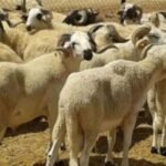 القطيع الوطني يرتفع لأزيد من 32.8 مليون رأس