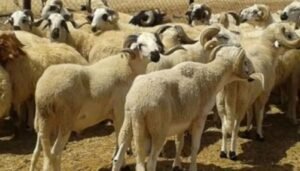 القطيع الوطني يرتفع لأزيد من 32.8 مليون رأس
